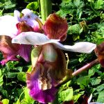 Eulophia horsfallii Flower