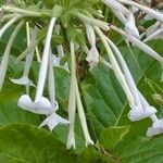 Nicotiana sylvestrisKvet