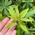 Lysimachia quadrifolia Blatt