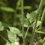 Thaspium barbinode Delienn
