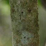 Coffea mauritiana Bark