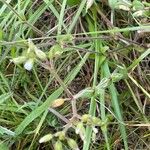 Cerastium fontanum Blatt