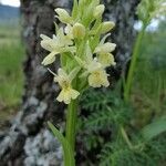 Dactylorhiza insularis Flower