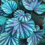 Begonia rex List