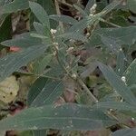 Chenopodium betaceum Ліст