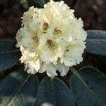 Rhododendron hippophaeoides Flower