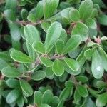 Arctostaphylos uva-ursi Lehti