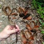 Ungnadia speciosa Fruit