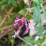 Fuchsia paniculata പുഷ്പം
