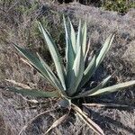 Agave asperrima Habit