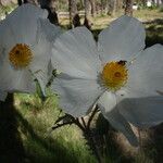 Argemone pleiacantha Flor