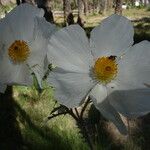 Argemone pleiacantha Fleur