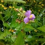 Tinantia erecta Blüte
