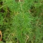 Asparagus umbellatus Leaf