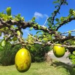 Crescentia cujete Fruit