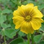 Oxalis frutescens Flor