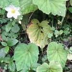 Begonia rubricaulis Habit