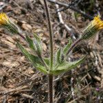 Arnica spathulata Plante entière