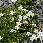 Facchinia rupestris Flower