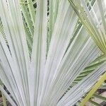 Trachycarpus ukhrulensis Blad