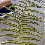 Nephrolepis brownii Blatt