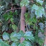 Acer tataricum چھال