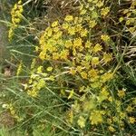 Foeniculum vulgare 花