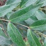 Mahonia fortunei Leaf