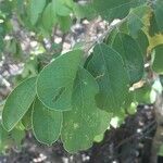 Combretum collinum Leaf
