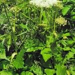 Peucedanum ostruthium Агульны выгляд