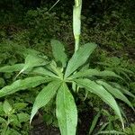 Arisaema schimperianum Habitat