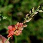 Indigofera oblongifolia Λουλούδι