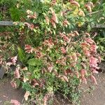 Justicia brandegeeana Hábito