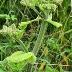 Heracleum sphondyliumFiore