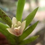 Polystachya mystacioides Flower