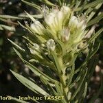 Echium aculeatum Blomst