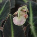 Begonia listada Λουλούδι