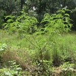 Sesbania drummondii Habit