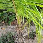 Cocos nucifera 叶