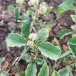 Cyathula uncinulata Blatt