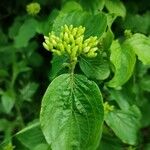 Cornus sanguineaFolla