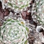 Sempervivum arachnoideum Συνήθη χαρακτηριστικά