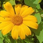 Tithonia diversifolia Foglia