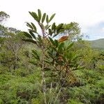 Cunonia macrophylla Συνήθη χαρακτηριστικά