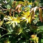 Silphium perfoliatum عادت داشتن