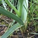 Allium longispathum Hostoa