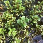 Lythrum portula Leaf