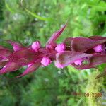 Satyrium nepalense Habit