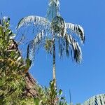 Dypsis onilahensis Hábito