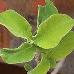 Strophanthus eminii Blatt